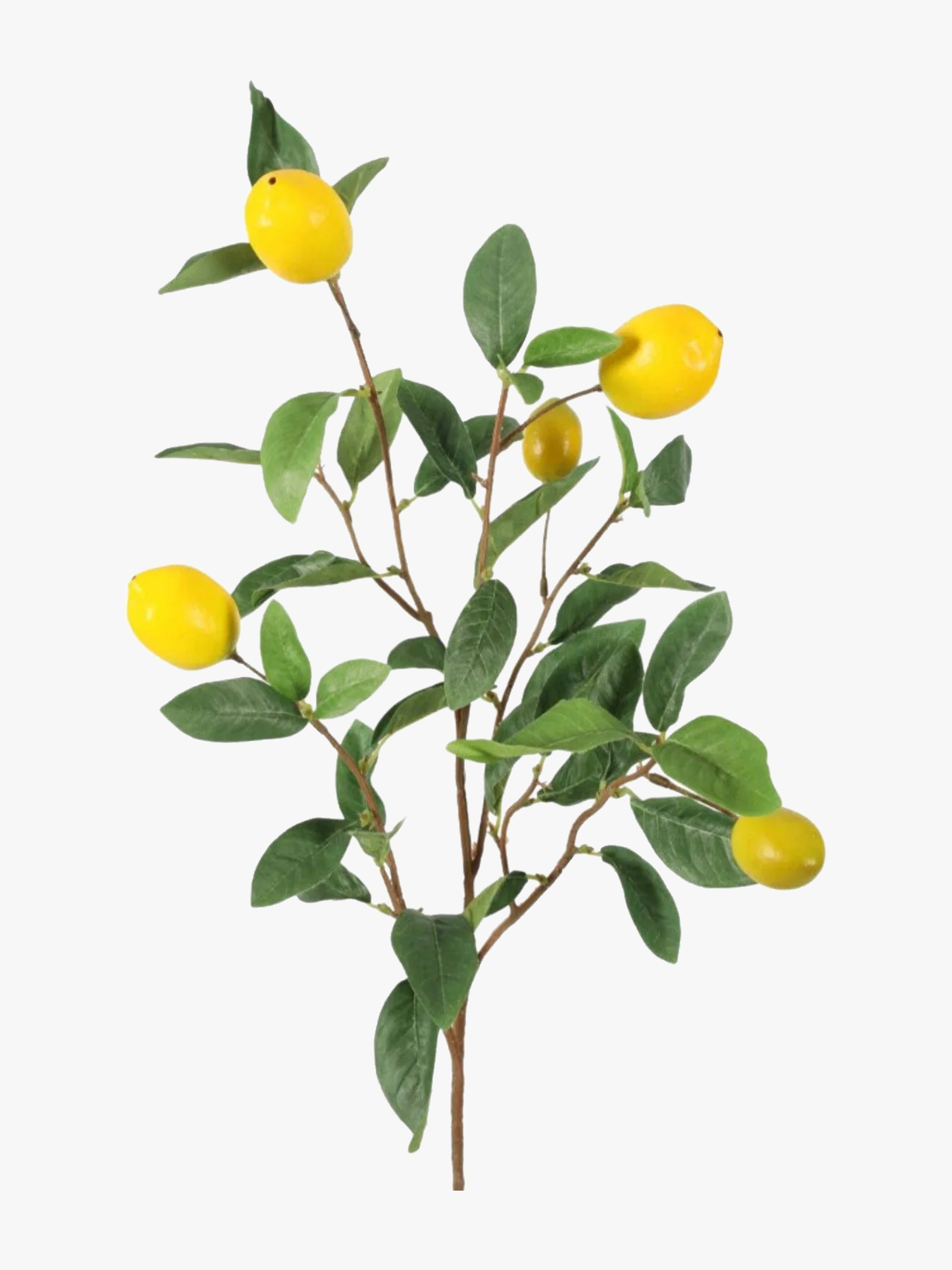 LEMON TREE BRANCH