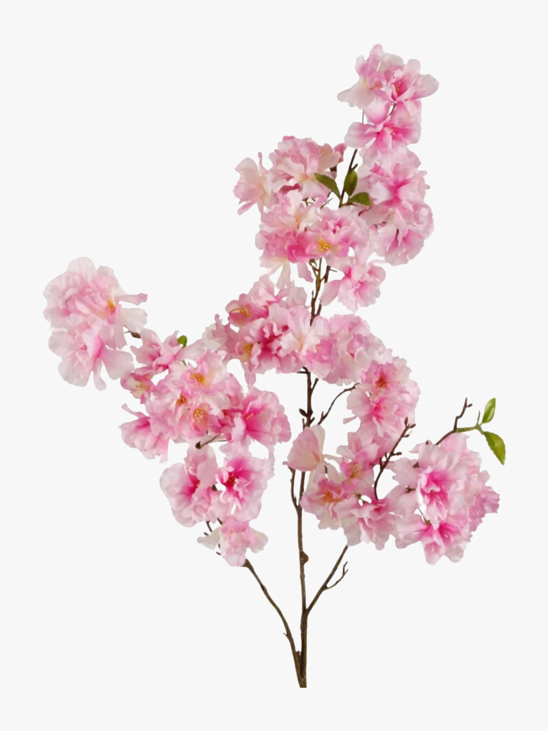 CHERRY BLOSSOM BRANCH