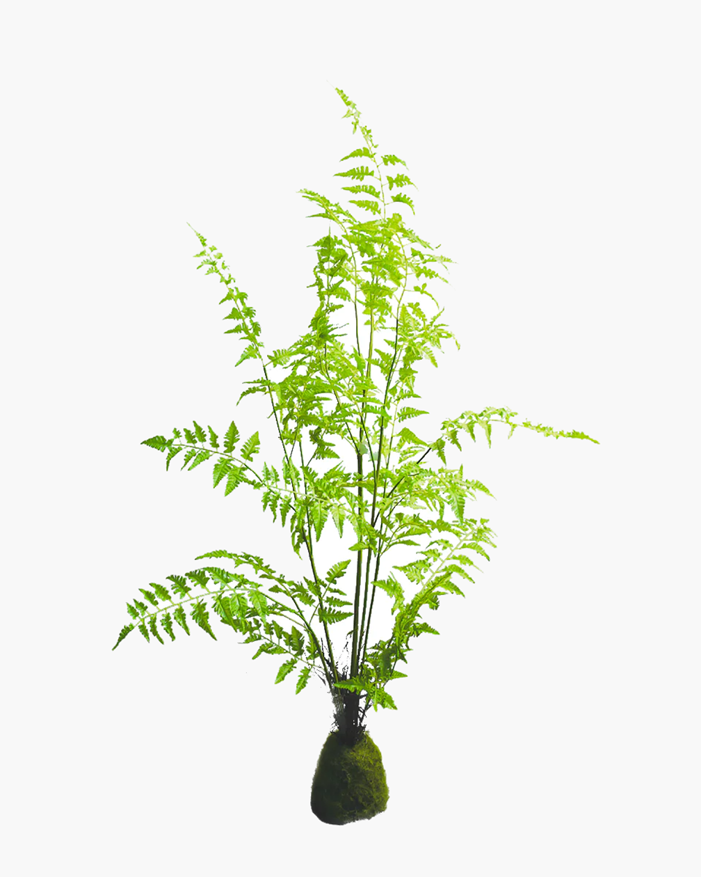 FOUGERE KOKEDAMA GM ARTICIELLE