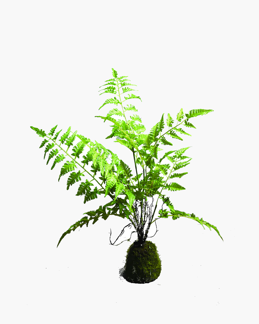 FOUGERE KOKEDAMA PM ARTIFICIELLE