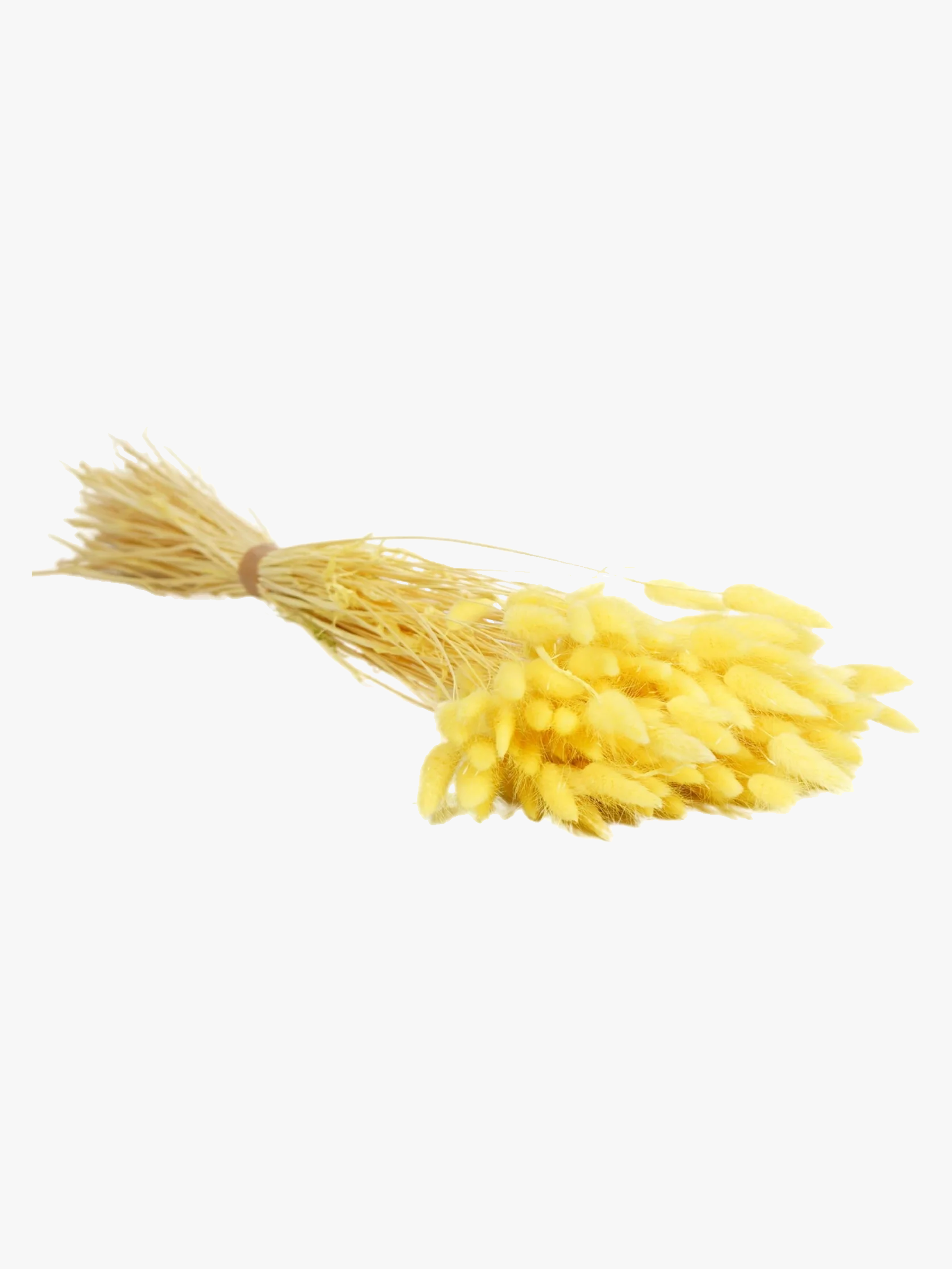 BOUQUET DE FLEURS SECHEES LAGURUS JAUNE