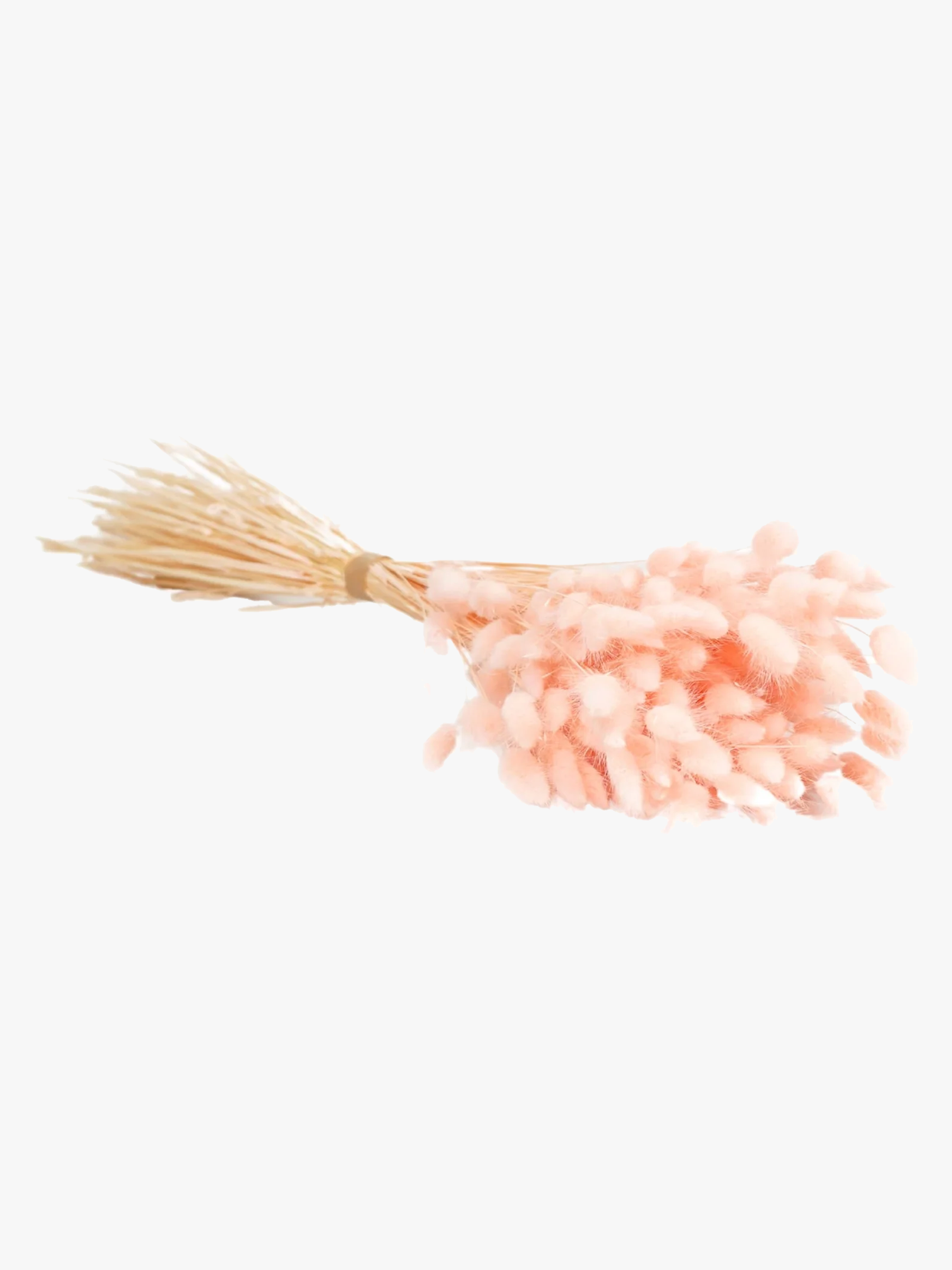 BOUQUET DE FLEURS SECHEES LAGURUS ROSE